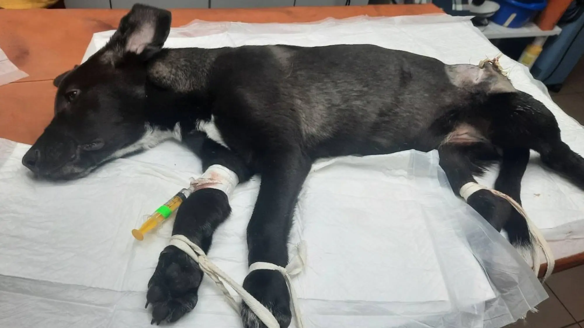UAnimals збирає 350 000 гривень на лікування тварин, якими опікуються військові